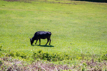 A single black cow grazes on a lush green field under daylight, creating a calm countryside scene that’s perfect for farm, nature, and livestock concepts.