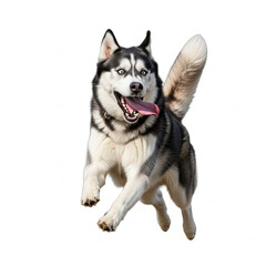 Dynamic Siberian Husky dog caught mid-air, joyfully leaping with tongue out and tail wagging