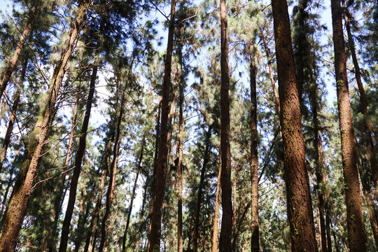 Pine Valley Vagamon features a dense forest of towering pine trees with textured bark and sunlight filtering through, ideal for tranquil nature and woodland themes