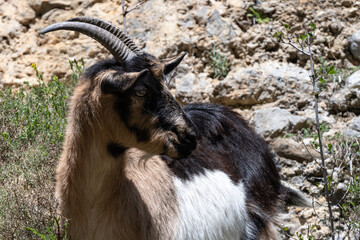 Goat with Curved Horns on Rocky Terrain from Ruta del Cares