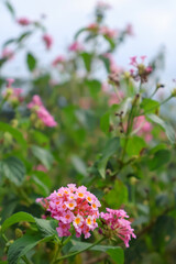 Closeup of Lantana camara with pink and yellow blooms surrounded by lush green leaves. Perfect for botany, floral design, or garden nature backgrounds.