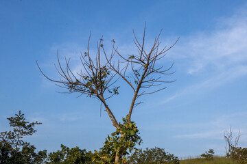Deciduous Indian Elm (Holoptelea) tree with sparse leaves reaches toward blue sky, symbolizing resilience and seasonal change in natural rural landscape