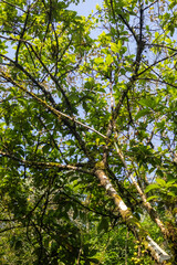 Looking up through Kerala forest trees to green foliage and sky, with light filtering through leaves, perfect for eco, nature and adventure themes.