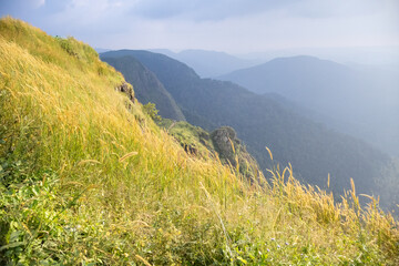 Fototapeta premium Field of Imperata cylindrica, or cogon grass, with yellow stalks bending in the breeze, forms a beautiful natural carpet on Kerala’s open slopes