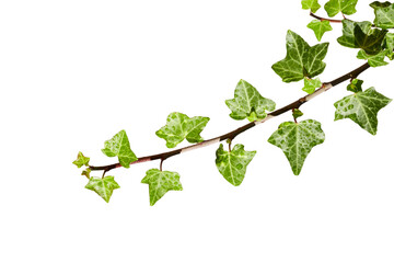green ivy leaves branch isolated on white or transparent png