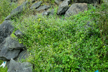 A dense patch of Ageratum conyzoides (billygoat-weed) with clusters of small purple flowers...