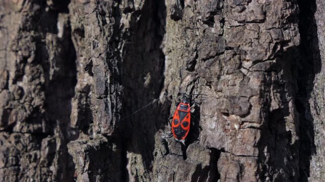 A bug is walking on a tree trunk. The bug is red and black. The tree trunk is rough and has a lot of cracks