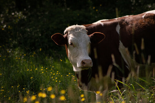 Montb&eacute;liarde dans un champ de boutons d'or avec soleil