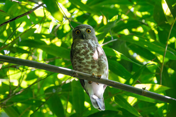 The Brown Boobook, a nocturnal owl native to Asia, perches quietly on a branch. With its large yellow eyes and mottled brown plumage, this bird embodies the mystery and beauty of the night forest.
