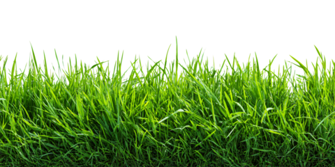 Lush Green Grassline on White