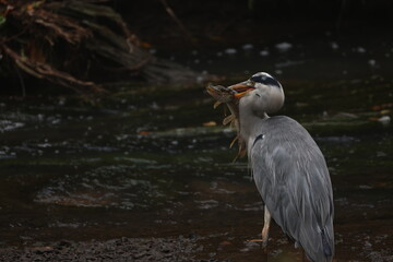 Heron with pike