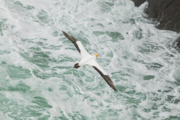 ニュージーランド　オークランド近郊にあるムリワイ・ビーチのガネットコロニーを飛ぶカツオドリ