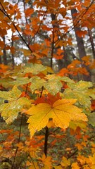 Colorful autumn leaves on maple