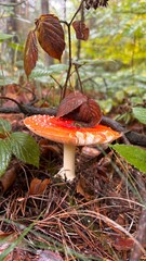 a bright mushroom covered with autumn leaves