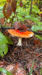 A bright fly agaric covered with leaves