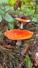 Poisonous red mushrooms in nature
