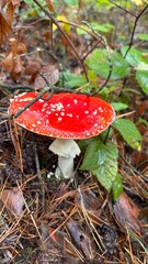 Wild mushrooms used in medicine