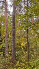 Fototapeta premium young green pine trees