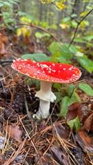 Poisonous mushrooms with white stems