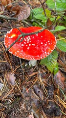 Amanita mushrooms in wild nature