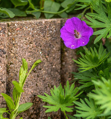 Géranium sanguin printanier au plan d'eau de Cormoranche-sur-Saône, Ain, France