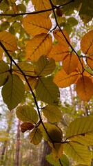 Golden autumn trees with leaves
