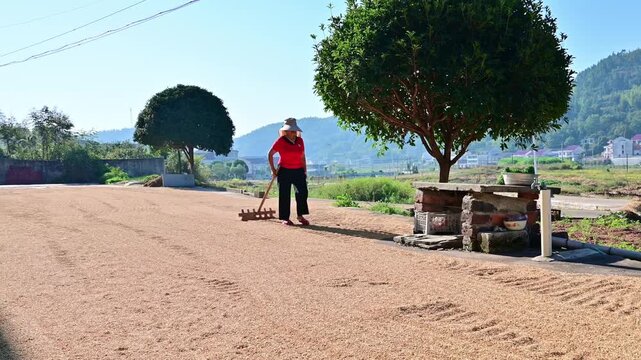 Farmers turning over the grain in the threshing ground in autumn