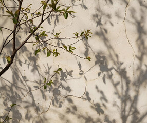 branch of a tree with shadow on the wall 