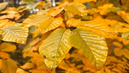 Autumn leaves ready to fall 
