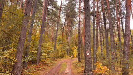 Obraz premium pine trees in the evening