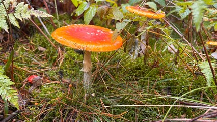 Autumn forest with toxic mushrooms