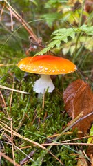 Red mushrooms in autumn forest