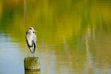 Grey heron standing peacefully on wooden post with autumn-colored water reflections