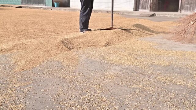 Harvesting rice in the threshing ground in autumn