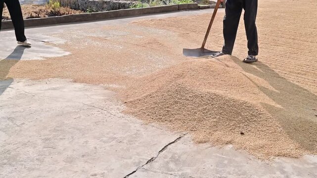 Harvesting rice in the threshing ground in autumn