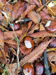 plant, autumn, nature, leaf, red, green chestnuts, chestnut on the ground, chestnut in autumn, leaves