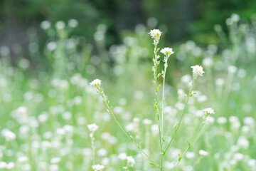 Summer meadow filled with vibrant flowers under soft sunlight in a lush green landscape