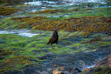 A solitary black bird on a green, mossy coastal shore, highlighting wildlife in a natural environment.