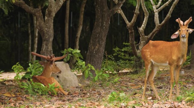 Barasingha swamp deer wildlife animals nature reservation natural habitat outdoor forest