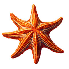 Vibrant orange starfish with detailed texture and five arms, representing tropical marine life in a clear underwater environment. Perfect for nature, ocean, and sea life concepts.