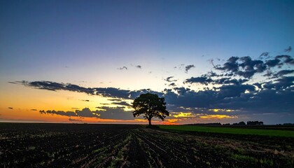 Sunset Behind Lone Tree on Field