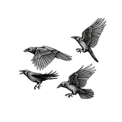Illustration of four ravens in flight, showcasing detailed feather and wing structures.
