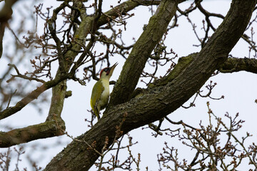 Green Woodpecker perched in a tree on a spring day