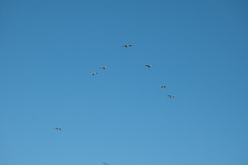 A flock of seagulls soaring in a clear blue sky. Ideal for themes of freedom and nature.