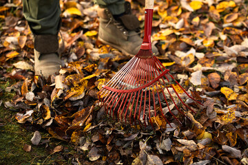 Obraz premium Raking fallen leaves, autumn gardening, caring for the environment