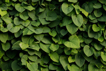 Obraz premium green leaf bush plant foliage natural floral background simple view