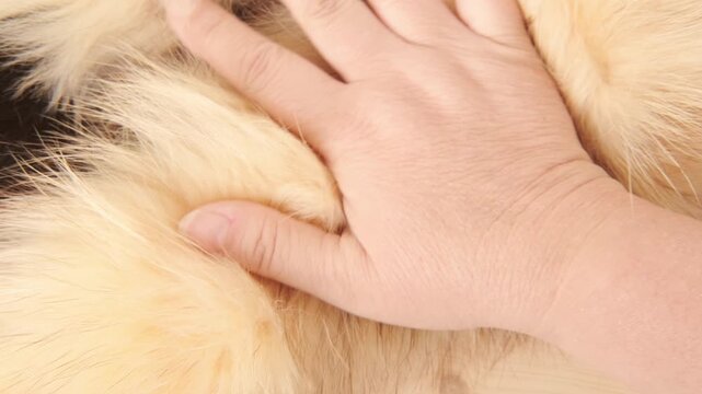 Female hands inspecting, touching natural fur, texture and quality, hands-on testing, tactile satisfaction, furrier industry, sewing fur Manufacturing