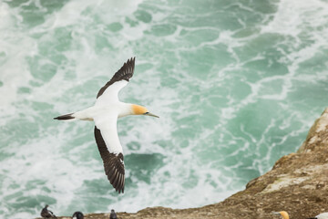 ニュージーランド　オークランド近郊にあるムリワイ・ビーチのガネットコロニーを飛ぶカツオドリ