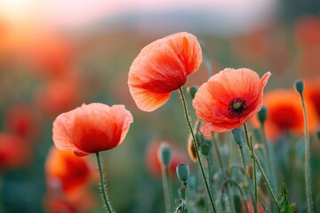 Fototapeta premium Beautiful red poppy field with sunlights