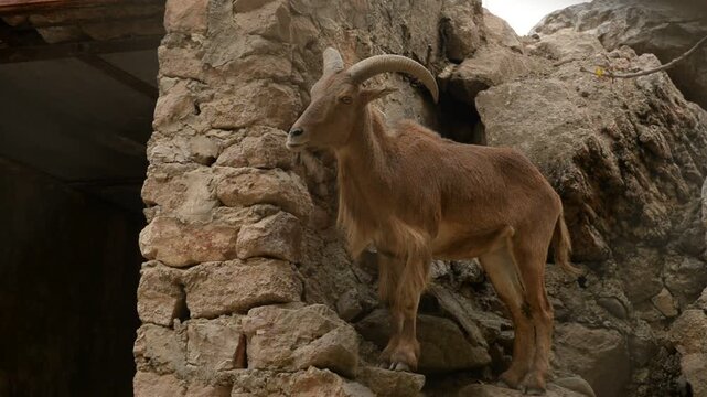 Maned Ram, Ammotragus lervia, artiodactyls mammal animals with horns